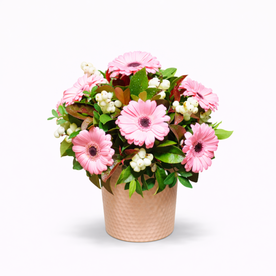 Σύνθεση με ροζ ζέρμπερες και λευκά snowberries σε κεραμικό κασπώ