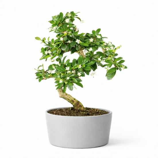 Carmona (Fukien Tea) Bonsai