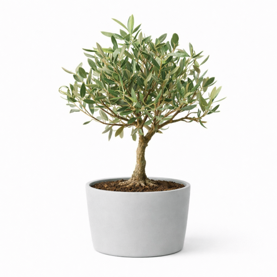 Νεαρή Ελιά σε Γλάστρα – Διακοσμητικό Φυτό