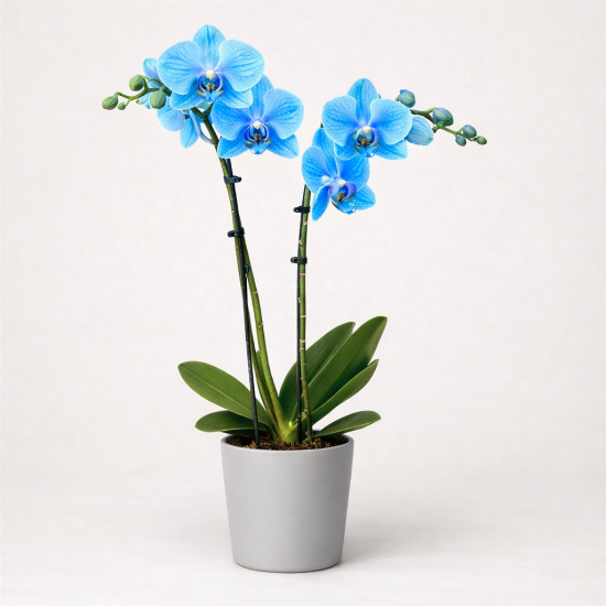 Ορχιδέα Phalaenopsis Blue διπλού στελέχους
