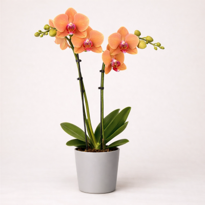 Ορχιδέα Phalaenopsis Peach – Διπλό Στέλεχος