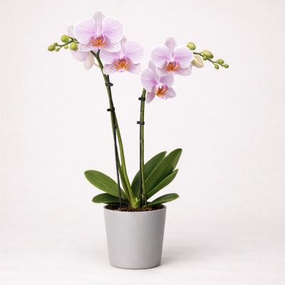 Ορχιδέα Phalaenopsis Pink – Διπλό Στέλεχος