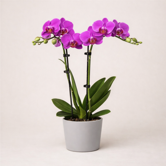 Ορχιδέα Phalaenopsis Purple Διπλό Στέλεχος
