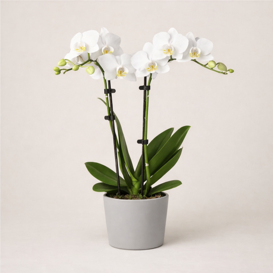 white phalaenopsis orchid plant double stem gray pot