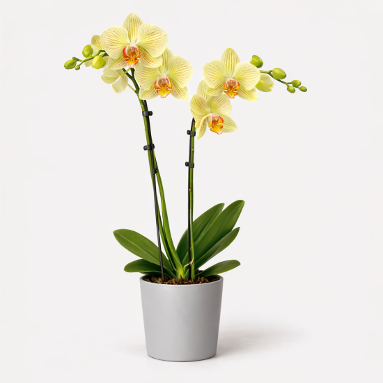 yellow phalaenopsis orchid double stem plant