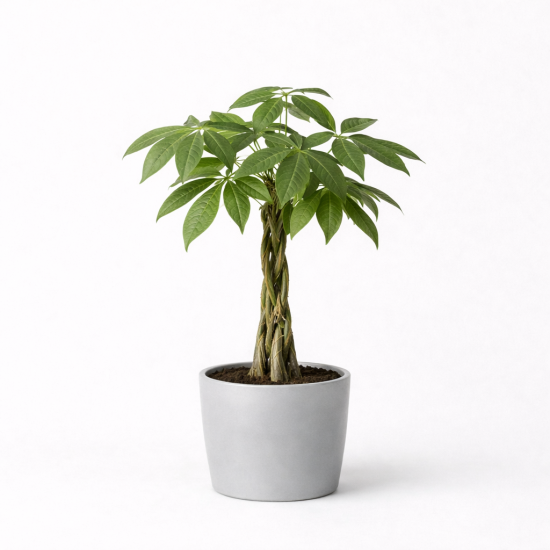 Παχίρα (Pachira aquatica) – Φυλλώδες Φυτό Εσωτερικού Χώρου