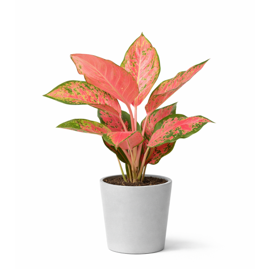 Αγλαόνημα Red Cherry – Φυλλώδες Φυτό Εσωτερικού Χώρου