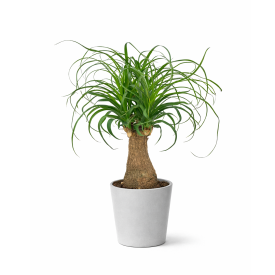 Μπουκαρνέα (Beaucarnea recurvata) – Φυλλώδες Φυτό Εσωτερικού Χώρου