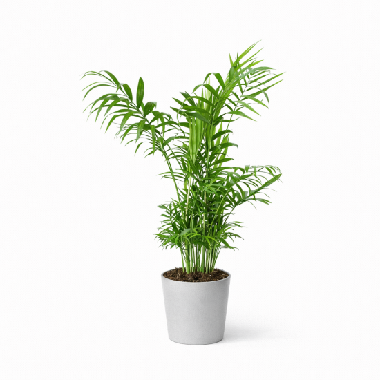 Χαμαιδώρεα – Φυλλώδες Φυτό Εσωτερικού Χώρου