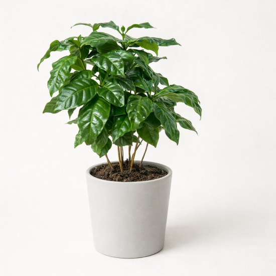Καφεόδεντρο (Coffea arabica) – Φυλλώδες Φυτό Εσωτερικού Χώρου