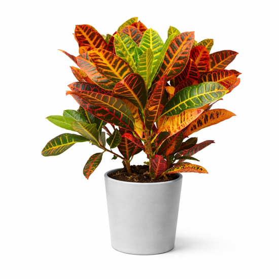 Κρότωνας – Φυλλώδες Φυτό Εσωτερικού Χώρου