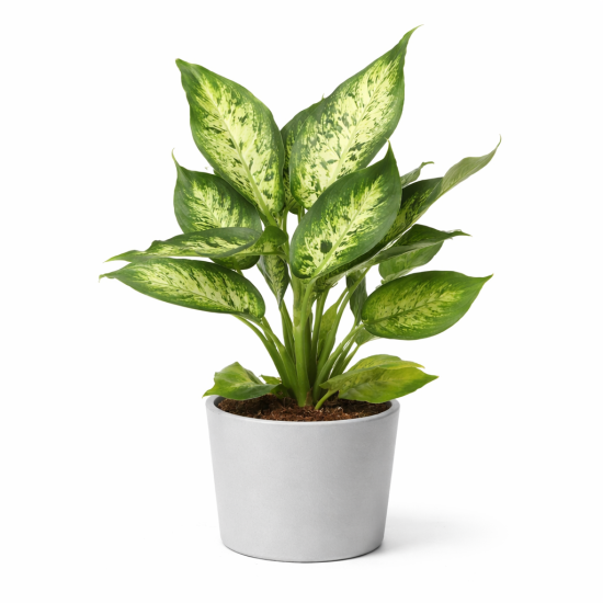 Διφενμπάχια Compacta – Φυλλώδες Φυτό Εσωτερικού Χώρου