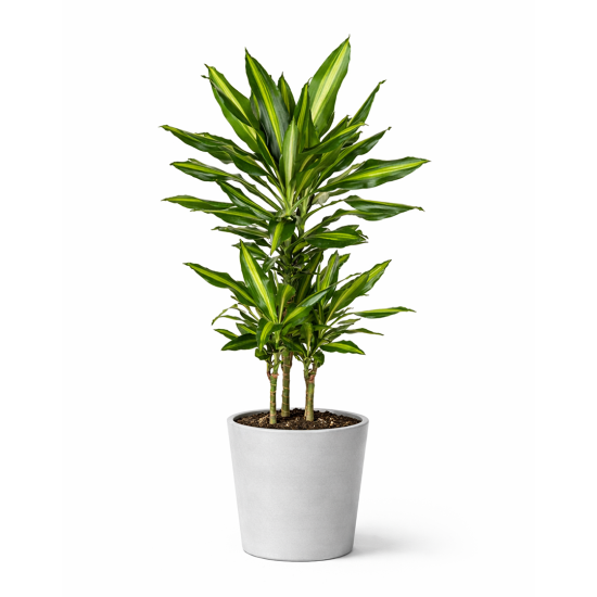 Δράκαινα Fragrans Cintho – Φυλλώδες Φυτό Εσωτερικού Χώρου