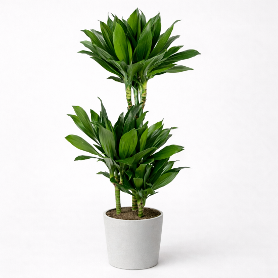 Δράκαινα Compacta – Φυλλώδες Φυτό Εσωτερικού Χώρου