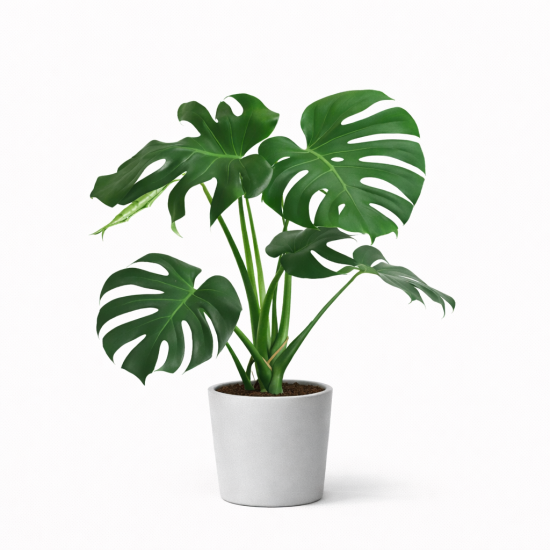 Μονστέρα – Φυλλώδες Φυτό Εσωτερικού Χώρου