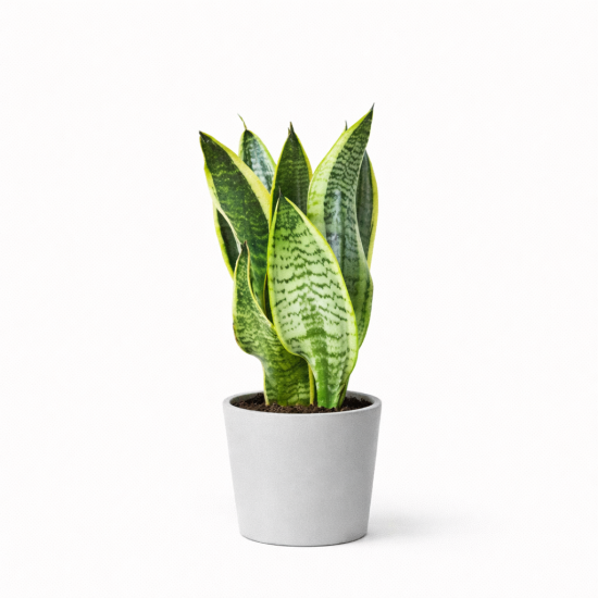 Σανσεβιέρια – Φυλλώδες Φυτό Εσωτερικού Χώρου