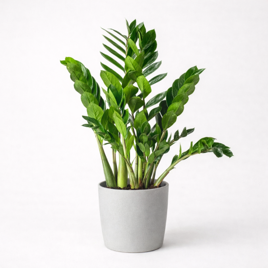 Zamioculcas zamiifolia – Φυλλώδες Φυτό Εσωτερικού Χώρου