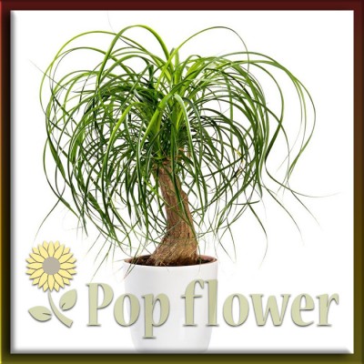 Μπουκαρνέα νολίνα (Beaucarnea nolina recurvata)