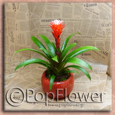 Γκουζμάνια (Guzmania monostachia)
