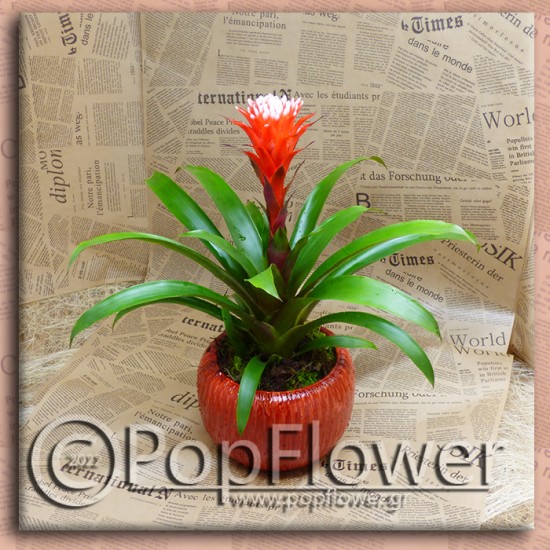 Γκουζμάνια (Guzmania monostachia)