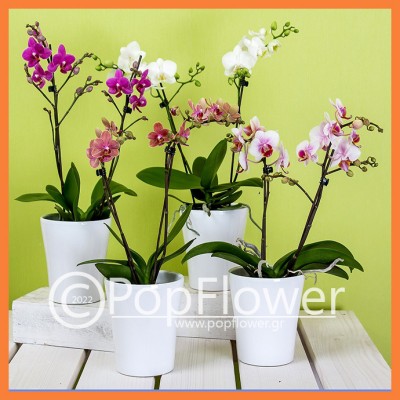 mini Phalaenopsis