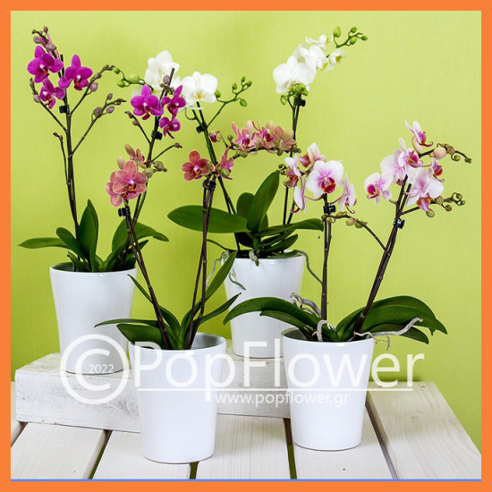 mini Phalaenopsis