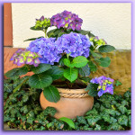 Για τον κήπο ή το μπαλκόνι